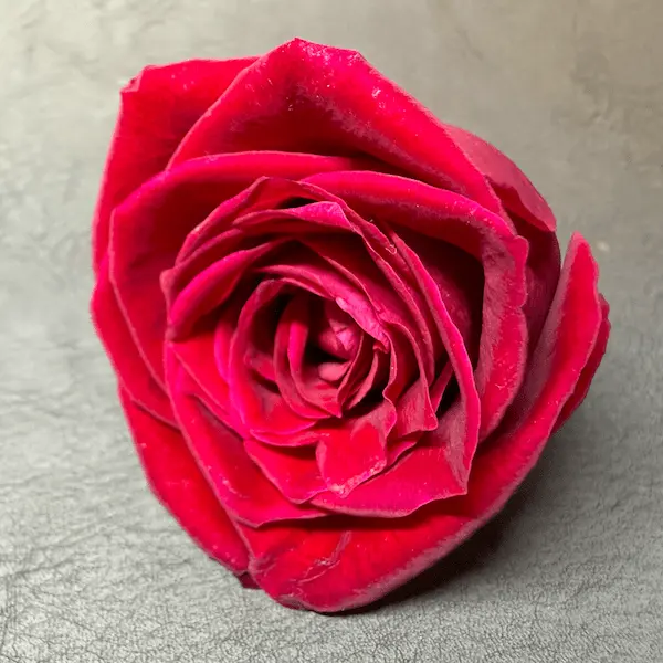 生花の赤いバラ